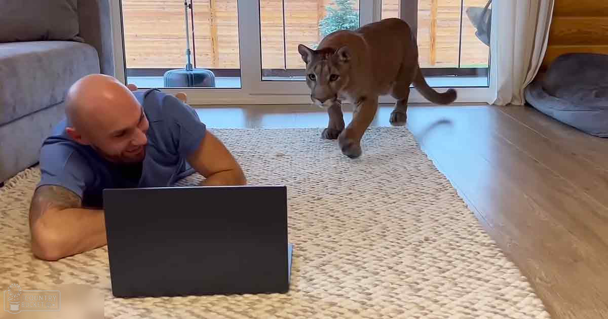 An adult male singer in a casual indoor setting with natural light, accompanied by a cougar. A laptop and couch are visible in the background.