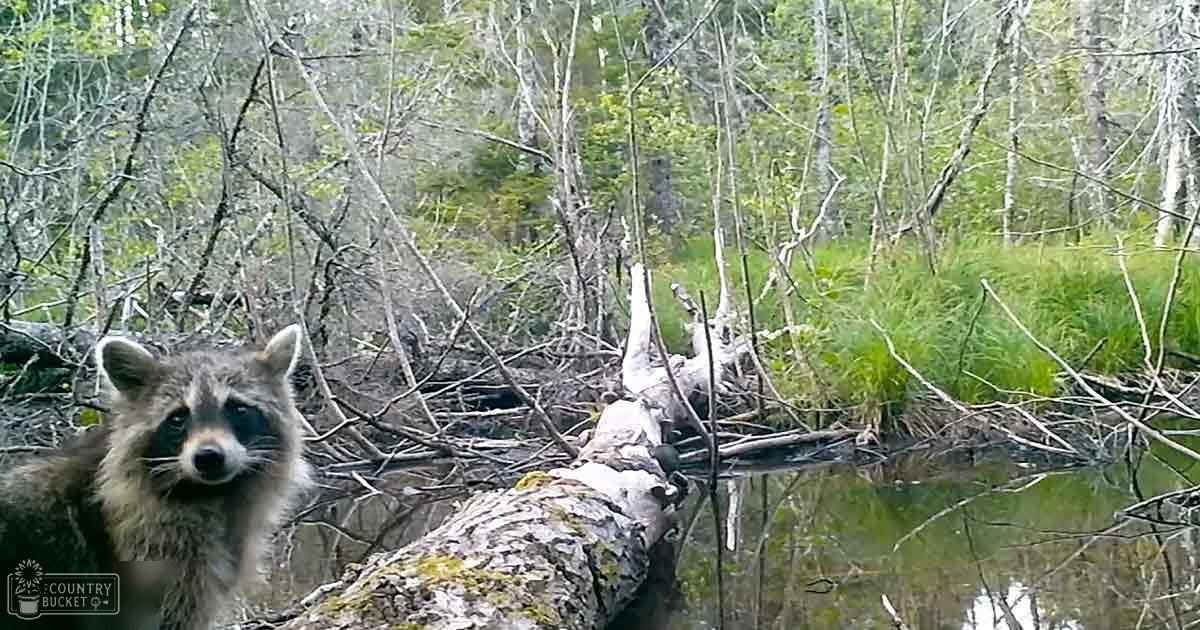 A raccoon with dark fur and white markings near water in a forested area, likely spring or summer.