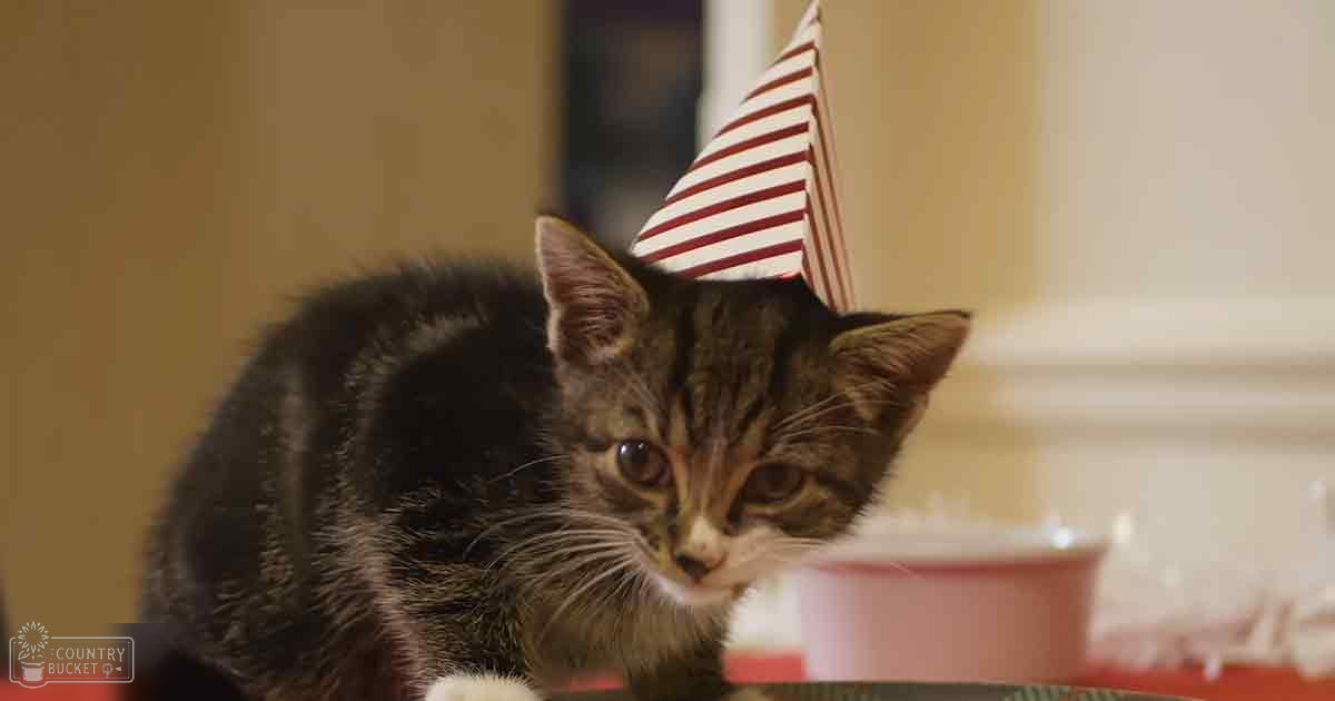 A tabby kitten wearing a red and white striped party hat, set against an indoor background with soft artificial lighting.