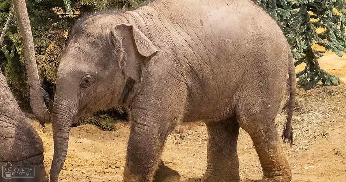 A baby elephant with gray skin, large ears, small tusks, extending its trunk forward possibly eating or holding something green, standing on dirt ground in an outdoor enclosure surrounded by trees and some greenery.
