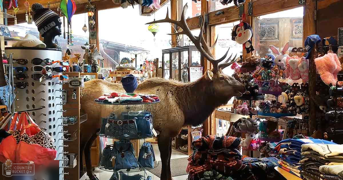Adult elk with large antlers, light brown fur, gift shop shelves filled with souvenirs and sunglasses displays.