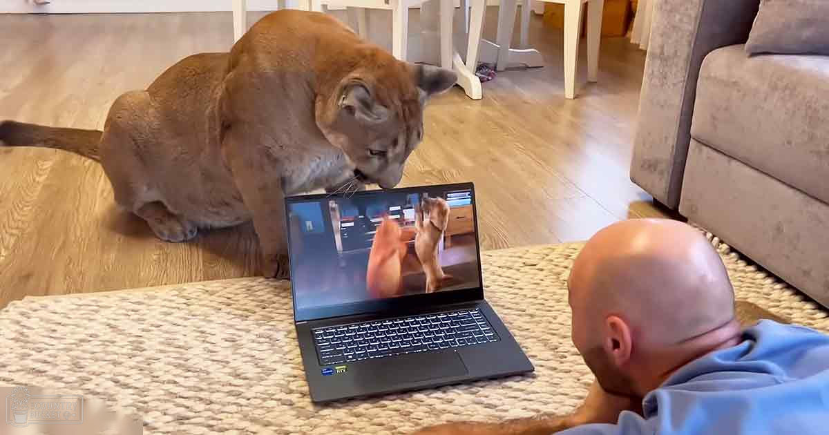 Adult male with light blue collared shirt, watching video on laptop accompanied by adult cougar in living room setting during daytime.