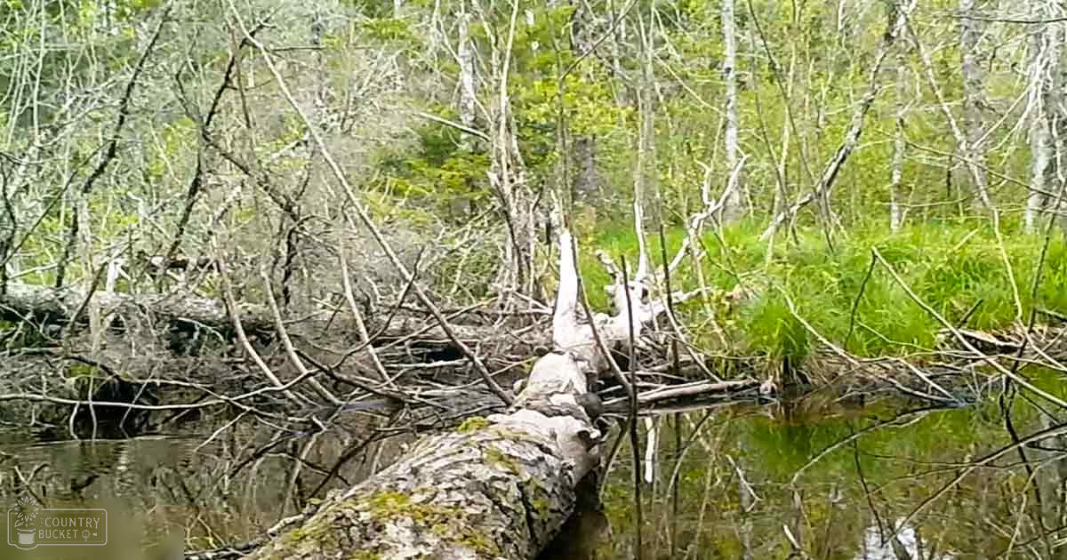 An outdoor forested area with a body of water reflecting its surroundings; light suggests daytime in late morning or early afternoon