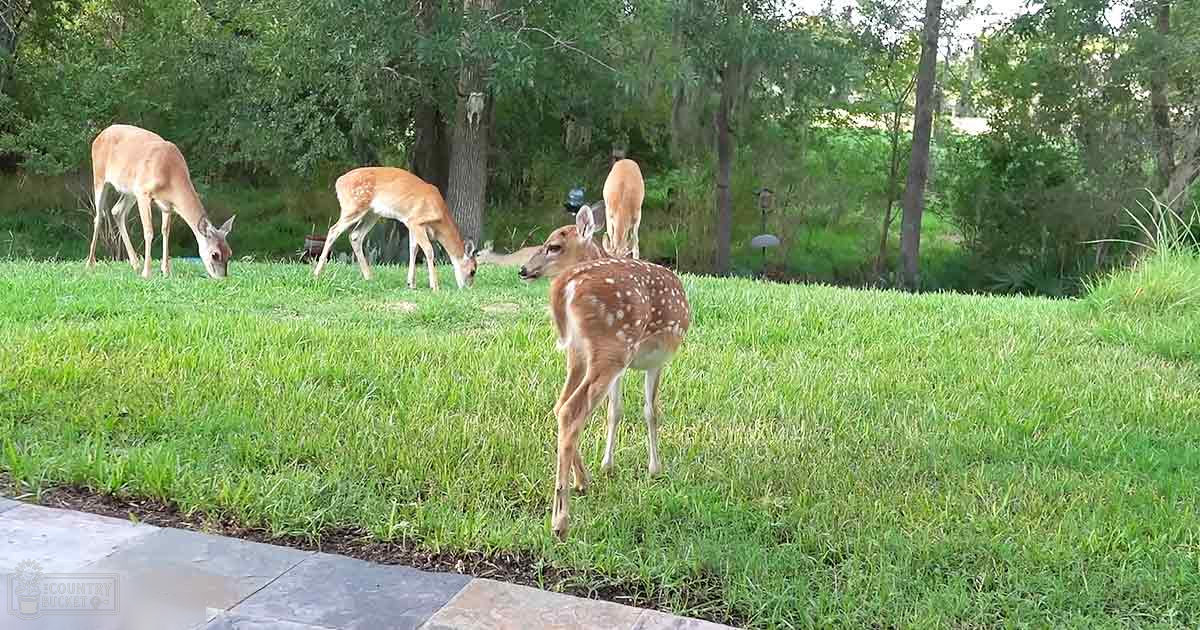 White-tailed deer adults and a juvenile grazing in a grassy, tree-bordered area with greenery suggesting spring or summer light from natural sunlight.