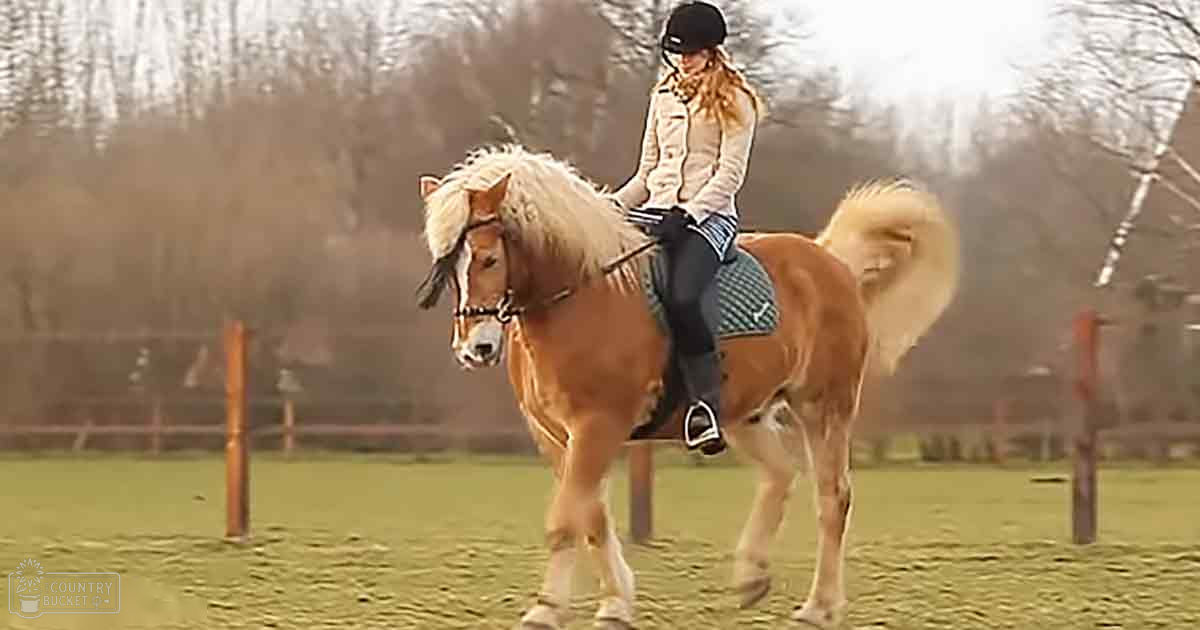 A young adult female horseback rider wearing a white long-sleeved shirt and dark riding pants, riding a Shetland pony in an enclosed outdoor paddock with bare trees suggesting autumn or winter. The scene is lit by soft, overcast daylight.