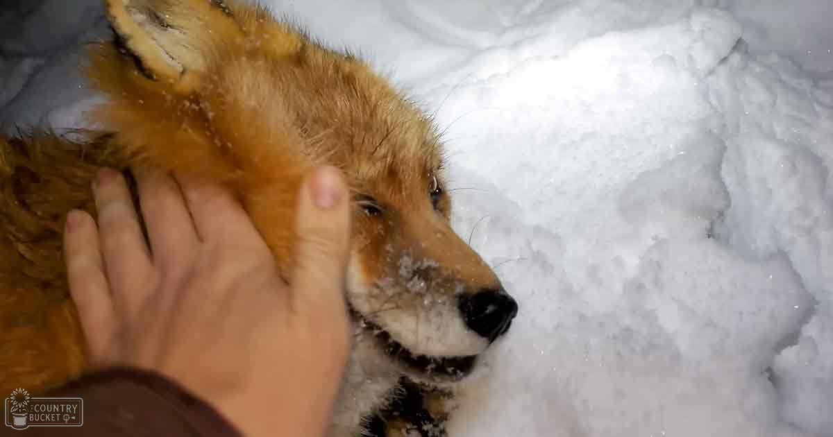 A red fox in a snowy winter landscape, with an adult female child wearing a dark brown or maroon sleeveless garment, gently interacting with the animal.