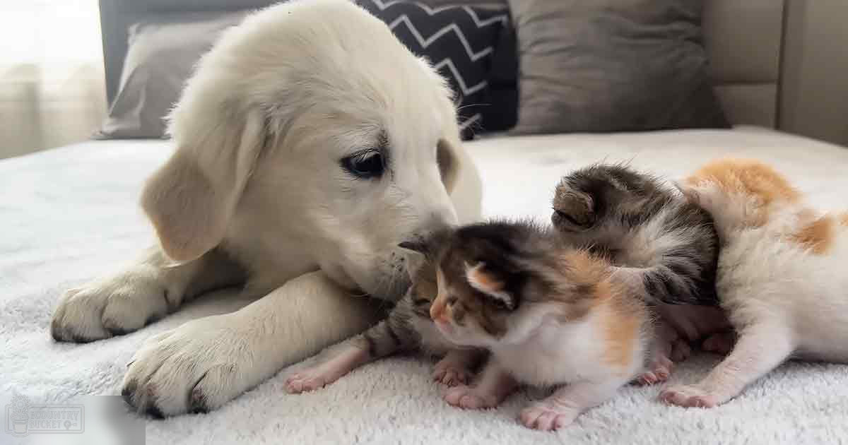 A white puppy with black markings around the eyes and ears lies on a bed alongside an orange, black, and white calico kitten under natural daylight.