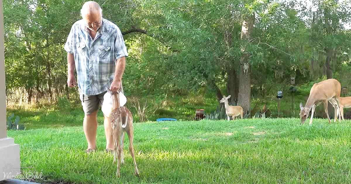 Juvenile white-tailed deer and adult deer with fawns in a lush summer backyard at sunset, surrounded by green grass, trees, and shrubs.
