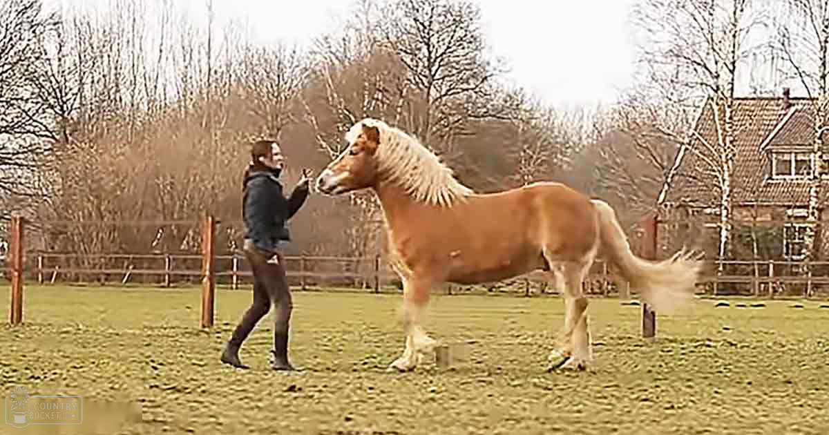 An adult female in a dark jacket, blue jeans or denim shorts, and brown boots stands beside a light brown draft horse with white mane and tail. The scene is set outdoors in a rural area with bare trees suggesting late autumn or winter.
