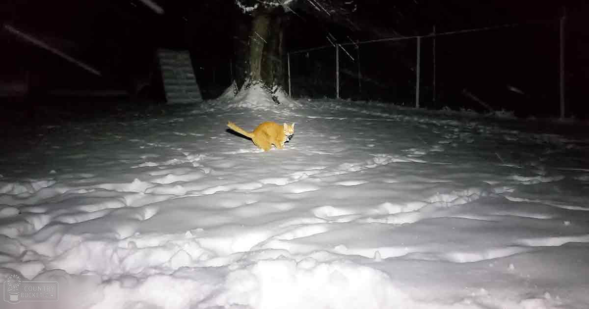 An orange tabby cat with white markings on its chest and paws, standing outdoors in a snowy area at night under artificial light.