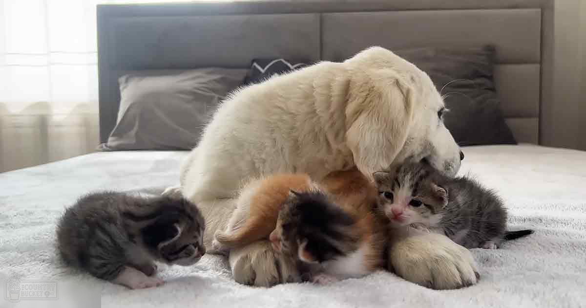 A golden retriever puppy with four kittens, including one gray and white kitten, two black and white kittens (one sleeping), in a bedroom setting with natural lighting.
