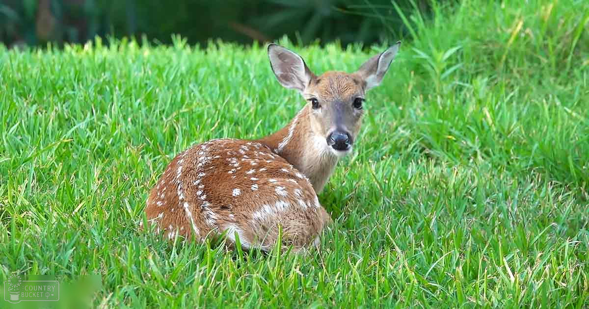 A juvenile fawn with brown fur and white spots stands in a lush, green outdoor area during spring or summer.