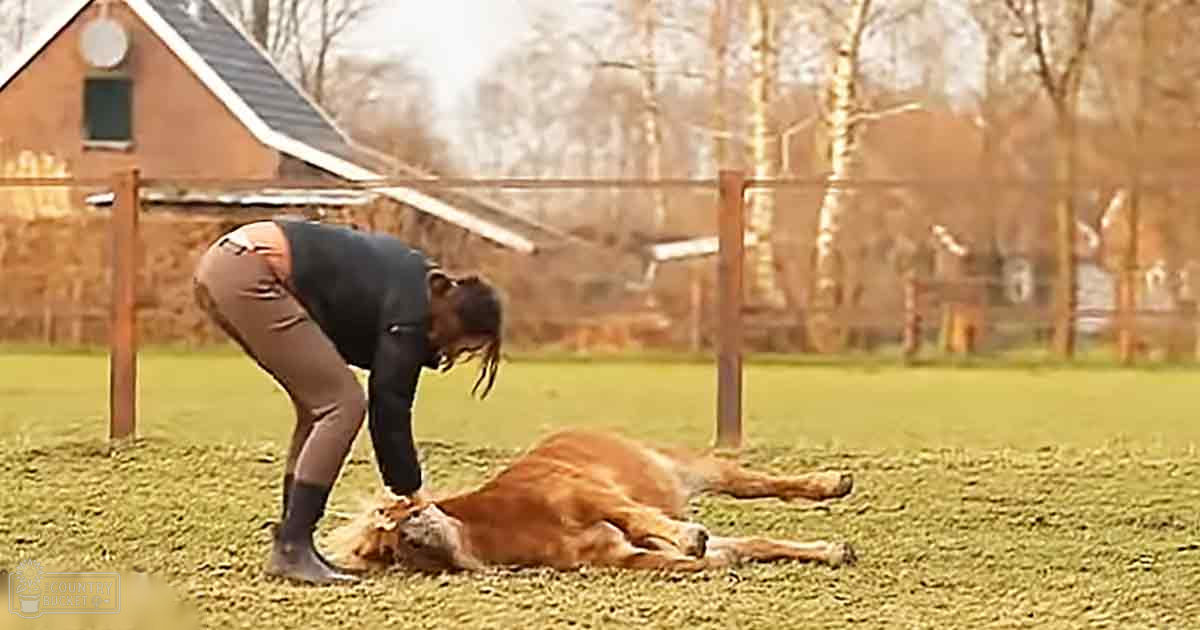 An adult female wearing a dark long-sleeve top, beige pants, and black riding boots interacting with a reddish-brown thoroughbred horse in an outdoor setting with bare trees and a brick building resembling a stable.