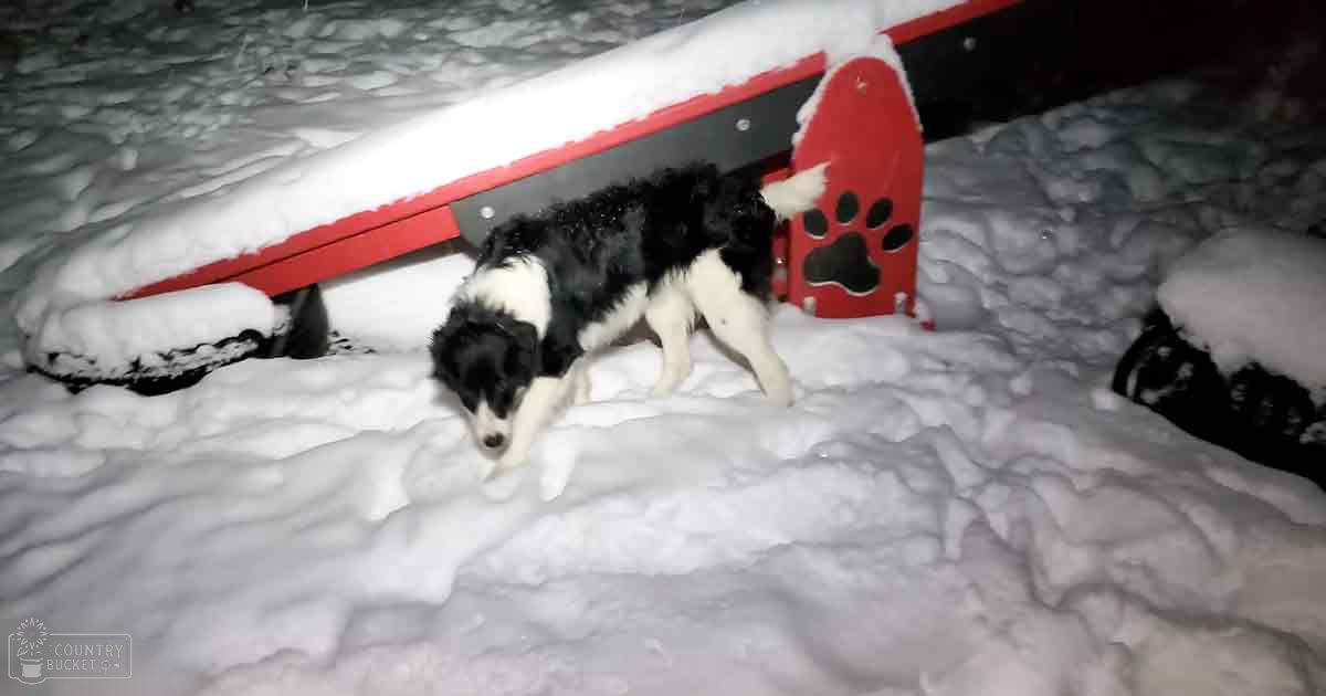 A black-and-white Border Collie puppy with a fluffy coat stands near a snow-covered red and white small shed or playhouse in an outdoor winter scene at nighttime.