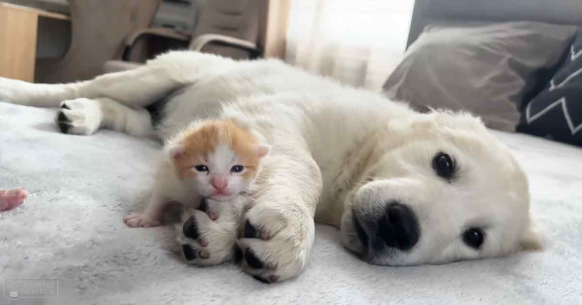 A white dog and an orange-and-white kitten lying together indoors on a bed with light bedding, surrounded by pillows and part of a chair or sofa.