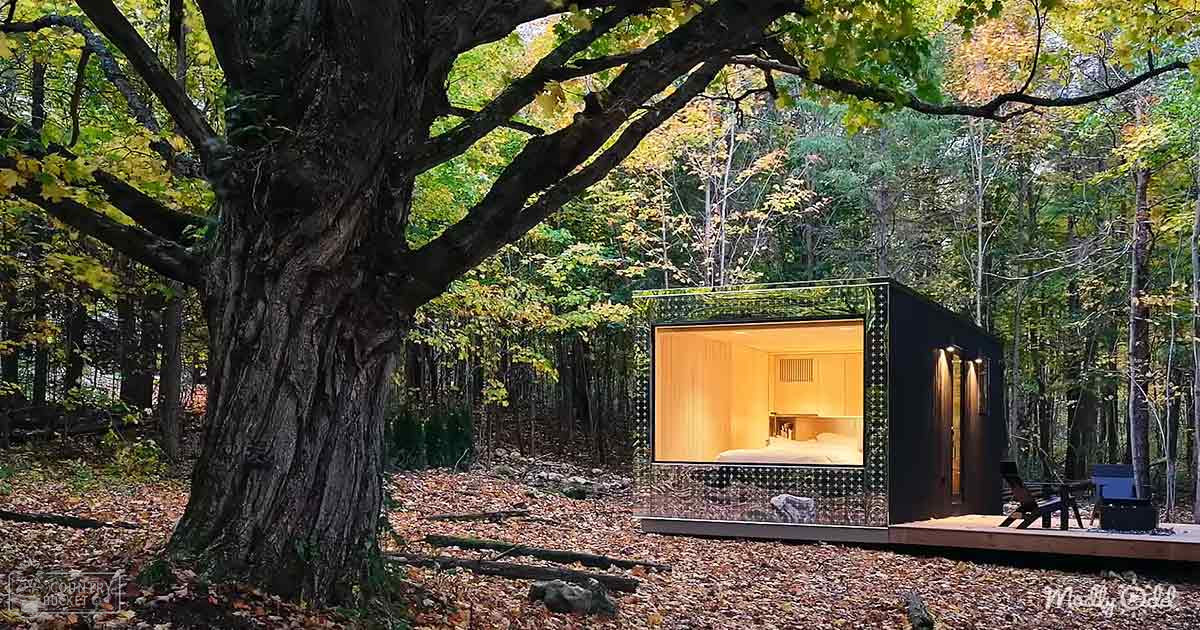 A modern cabin with large windows in a forested area during late afternoon or early evening.