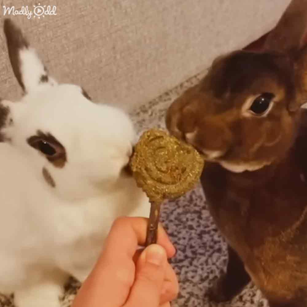 Two rabbits, one white with black markings and another brown with darker facial markings, sitting on a textured beige surface indoors under warm ambient lighting.