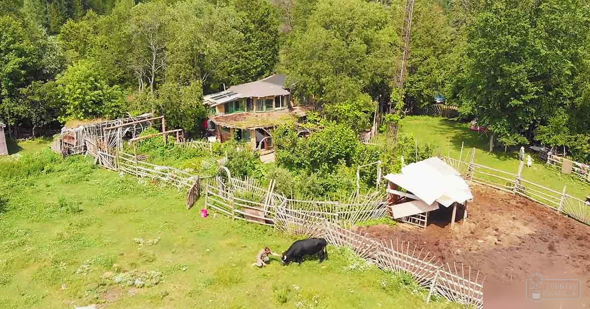 A black adult cow in a rural farm setting with lush greenery, wooden fences, and a house with solar panels. A child wearing a pink outfit and an adult female wearing a light-colored top are present.