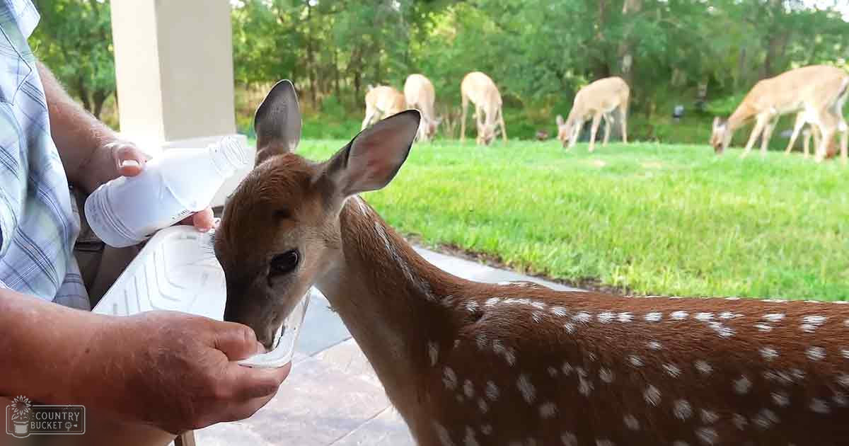 A fawn being bottle-fed by an older adult male in a grassy outdoor area with trees during spring or summer.
