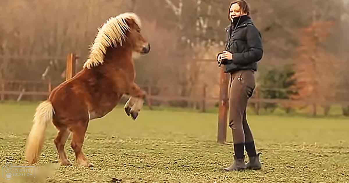 An adult female wearing a dark jacket with high collar and fitted pants standing next to a brown Shetland pony with white markings on an enclosed outdoor pasture in autumn or early spring, warm daylight, earthy tones of brown, green, muted yellows and oranges