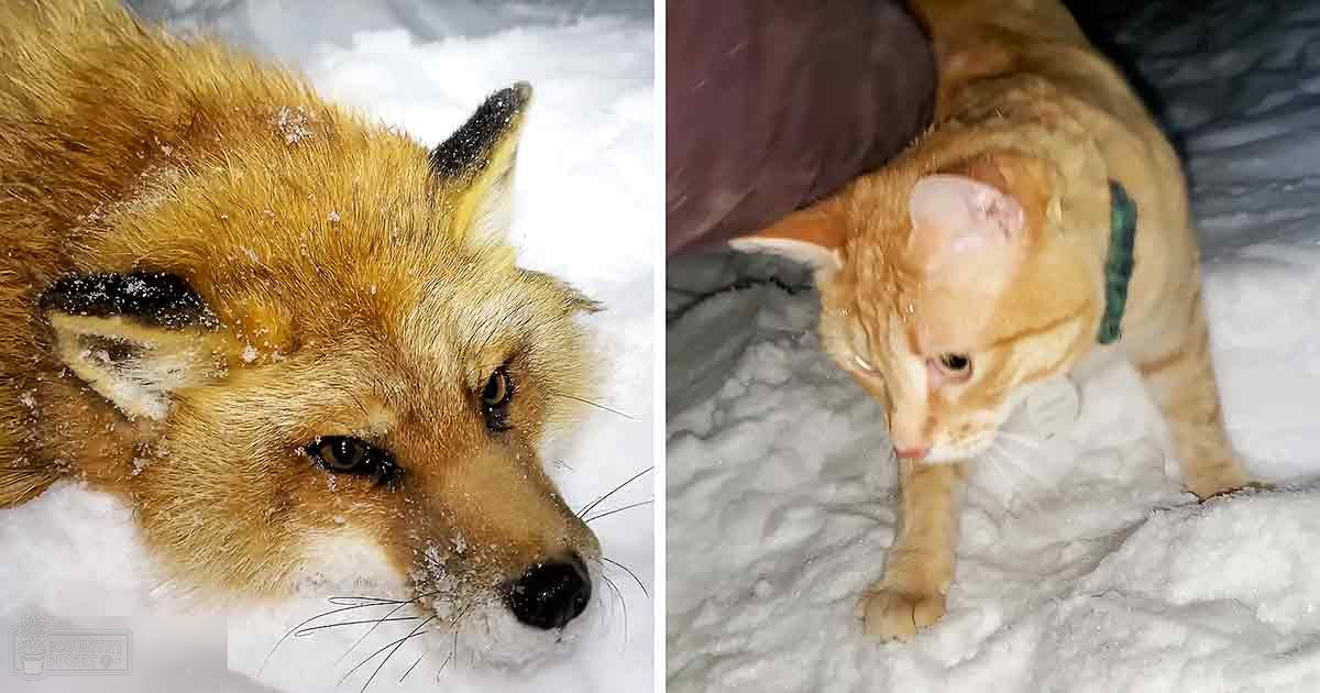 A red fox and a domestic short-haired cat in snowy winter outdoors under natural light.