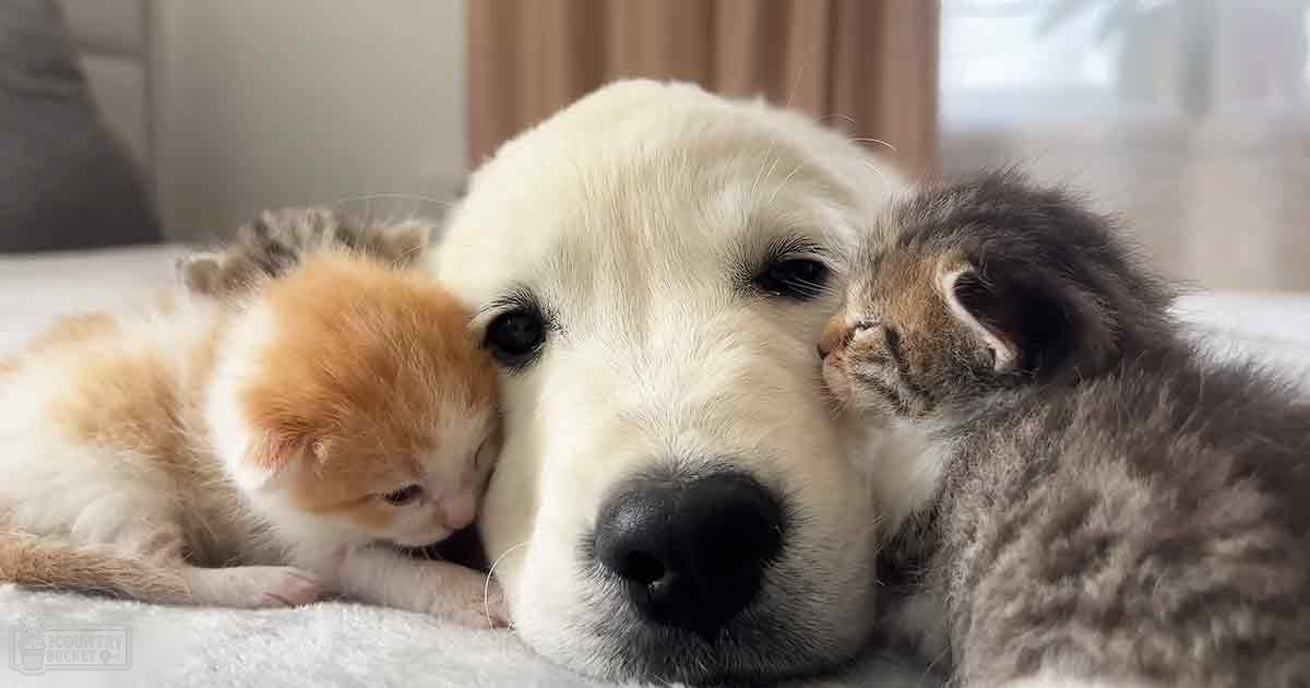 A white puppy, likely a Golden Retriever, resting with two kittens on an indoor cushioned surface under soft natural light.