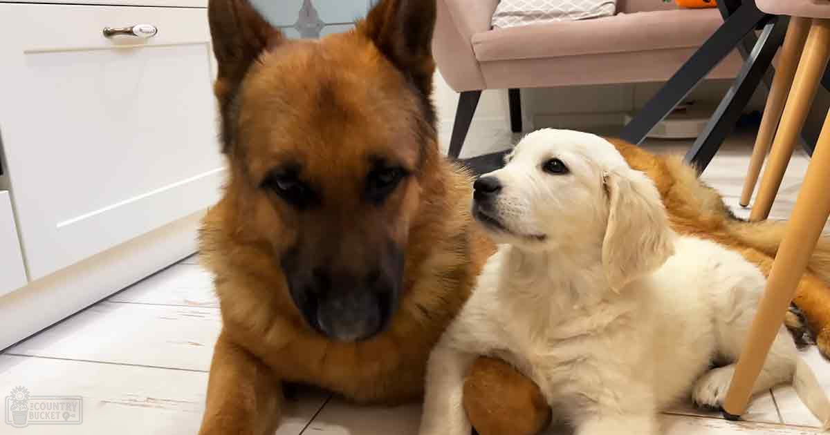 Two dogs, one German Shepherd and a golden retriever or similar breed, rest in an indoor home setting with white cabinet, pink sofa, wooden chair leg visible.