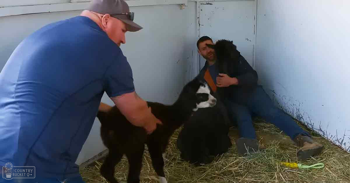 A Holstein or similar dairy breed calf being handled by two adult males in an indoor barn setting with natural light.