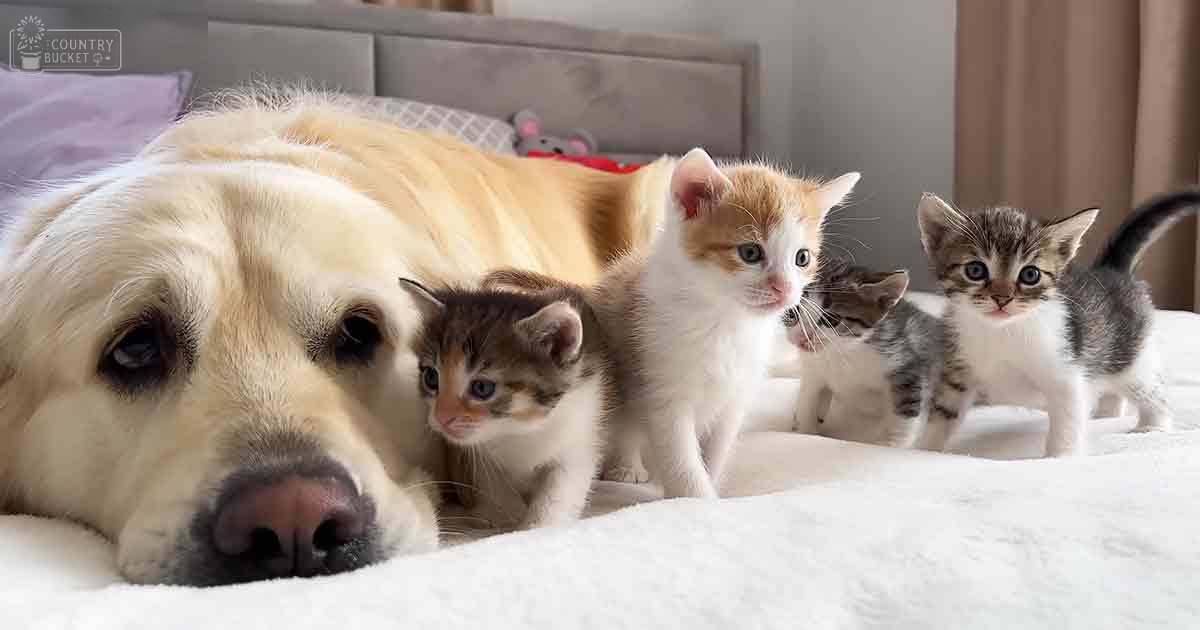 A golden retriever puppy with a light golden coat indoors in a bedroom, surrounded by kittens and furniture.