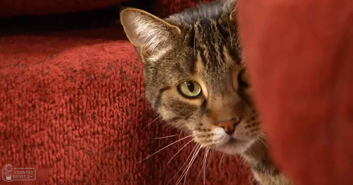 A tabby cat with green eyes, likely an adult, resting on a red fabric surface indoors. The scene is softly lit with warm tones.