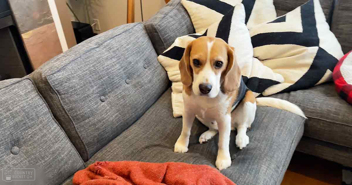 A beagle puppy with brown, white, and black markings stands indoors amidst a gray sofa adorned with tufted cushions and geometric-patterned pillows.