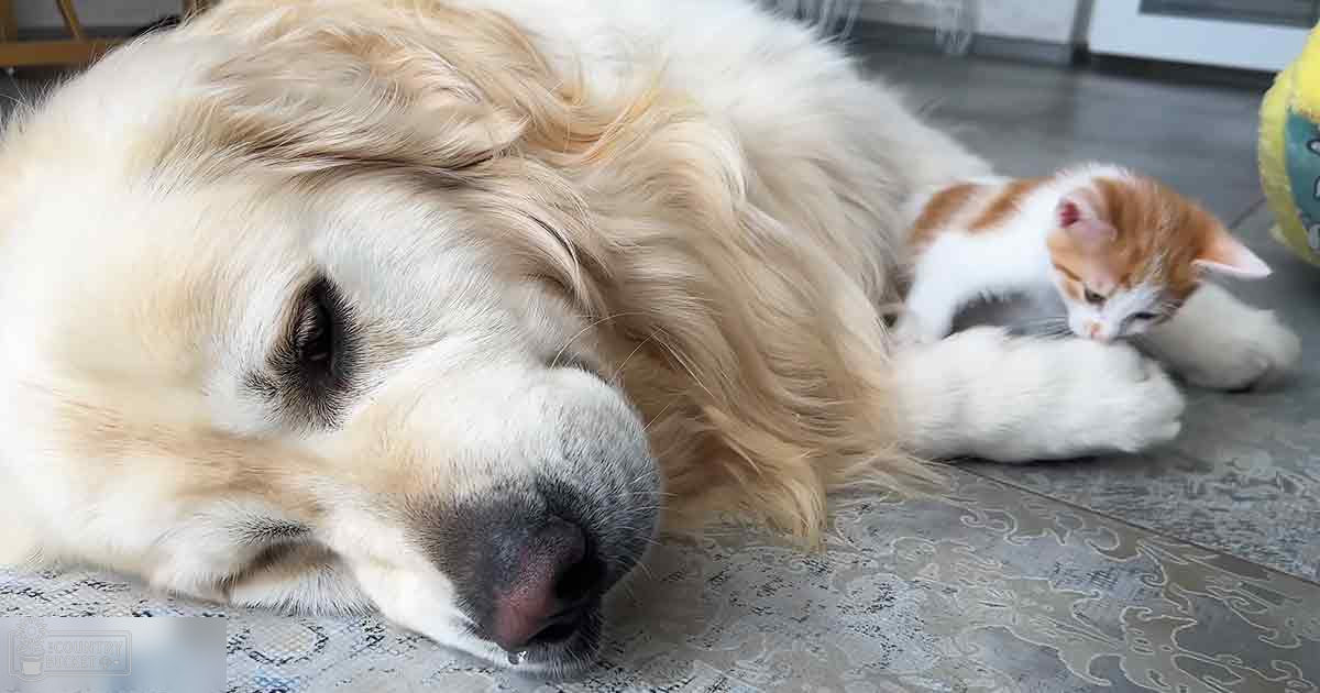A golden retriever dog and an orange and white kitten resting on a patterned rug indoors.