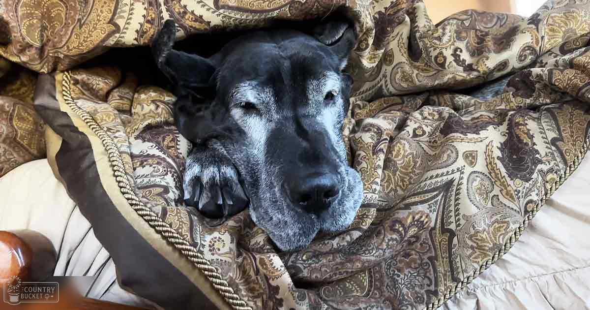 A large black dog with white markings rests on a bed covered by a patterned blanket in a softly lit indoor bedroom setting.