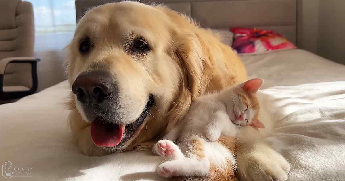 An adult golden retriever lying with a juvenile tabby kitten in an indoor bedroom setting, soft lighting suggests daytime or early evening.