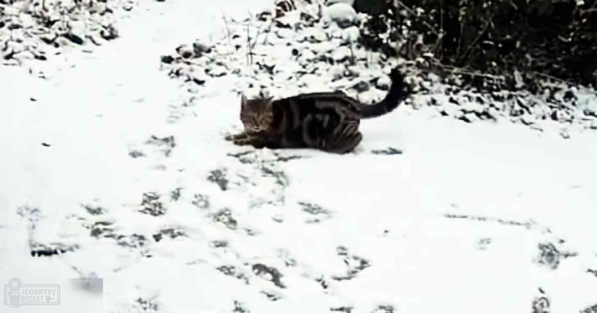 A tabby cat with dark stripes, an adult male, outdoors on a snowy winter day with some vegetation in the background.