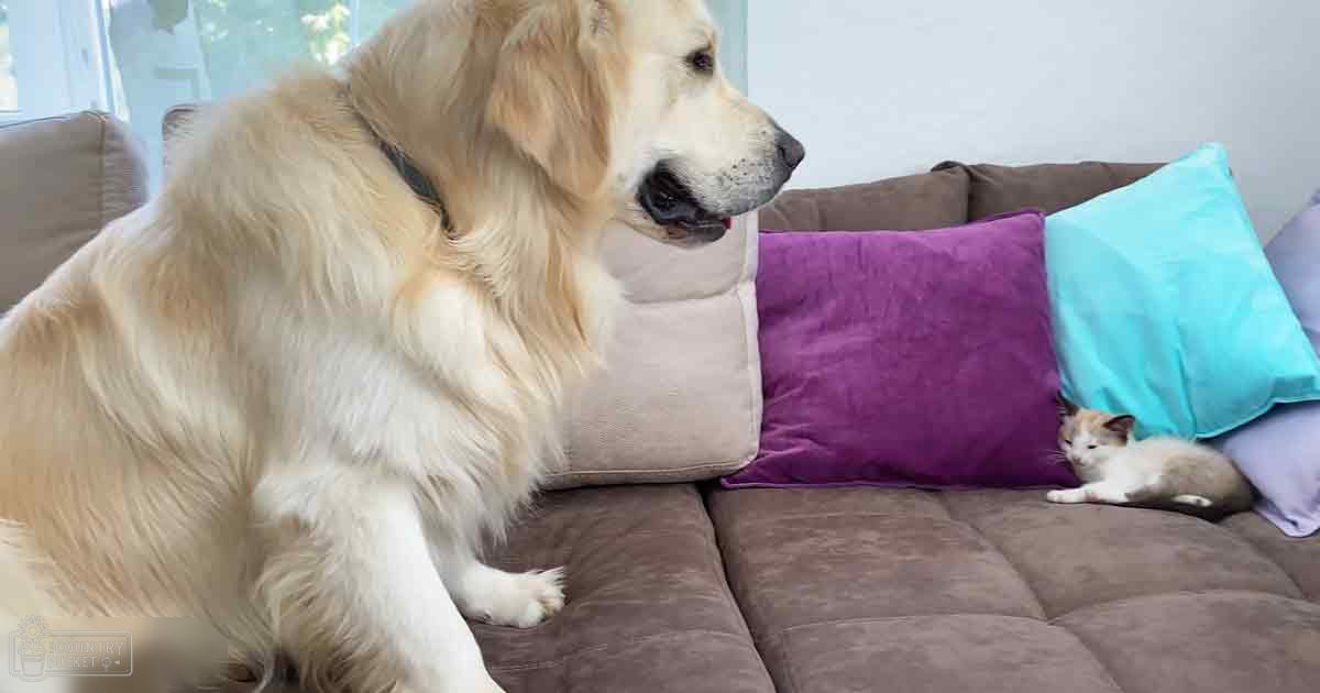 A golden retriever with long light brown fur sits indoors on a brown couch adorned with colorful pillows, while a small white and orange tabby kitten rests nearby. Natural light streams through the window in the background.
