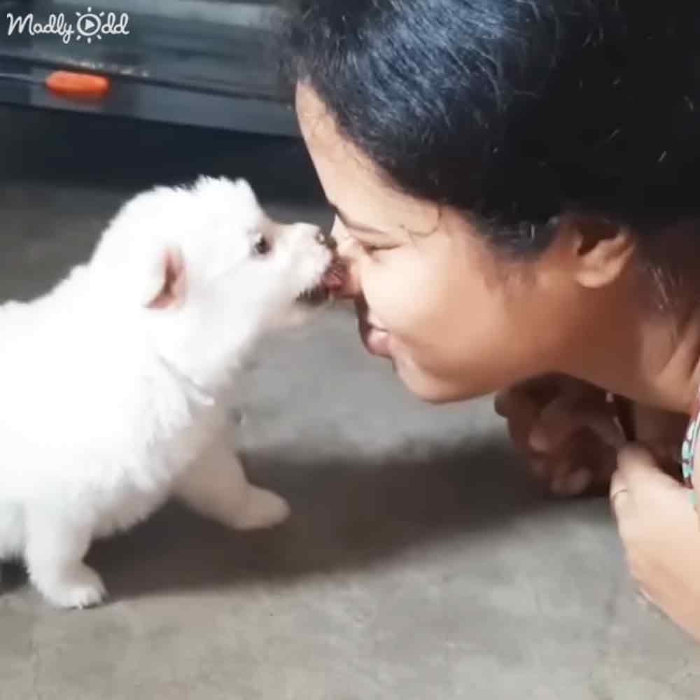A young adult female in a casual white t-shirt interacts with a white Samoyed puppy near a vehicle on an outdoor concrete surface, likely daytime.