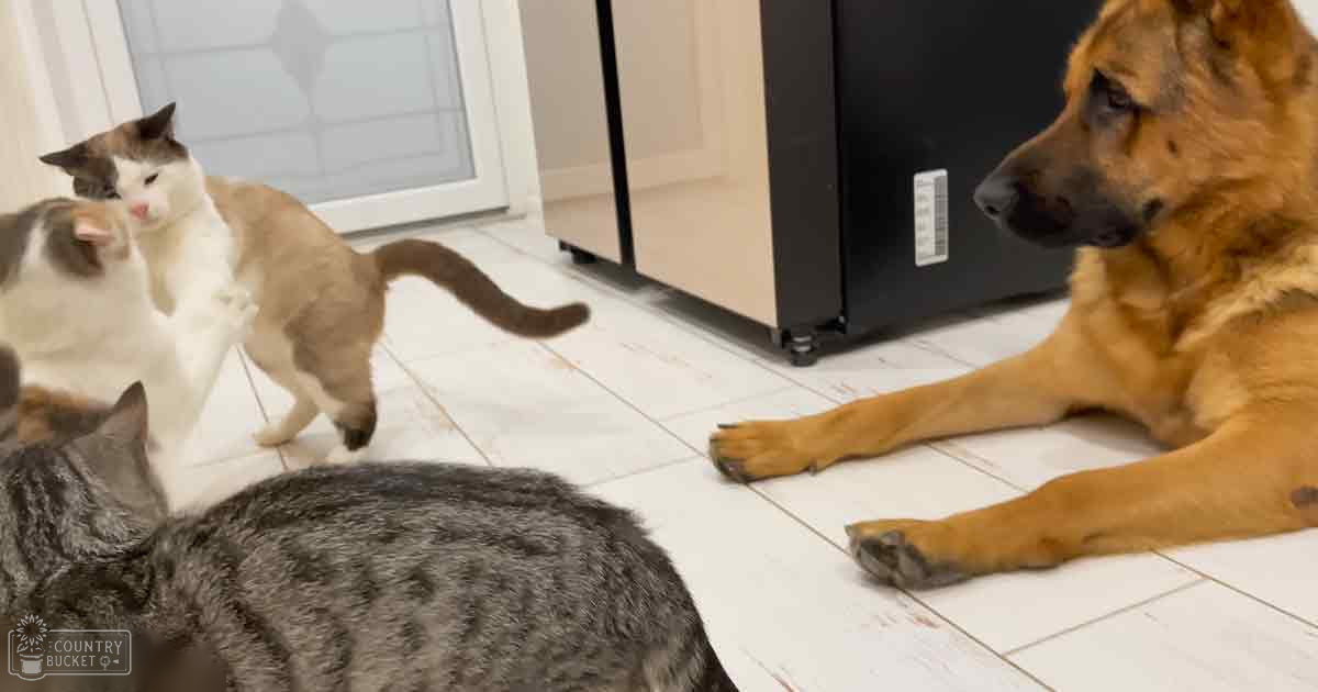 A German Shepherd dog lies down in a tiled kitchen setting with natural light, alongside two cats, one tabby gray and black striped and another white and brown.