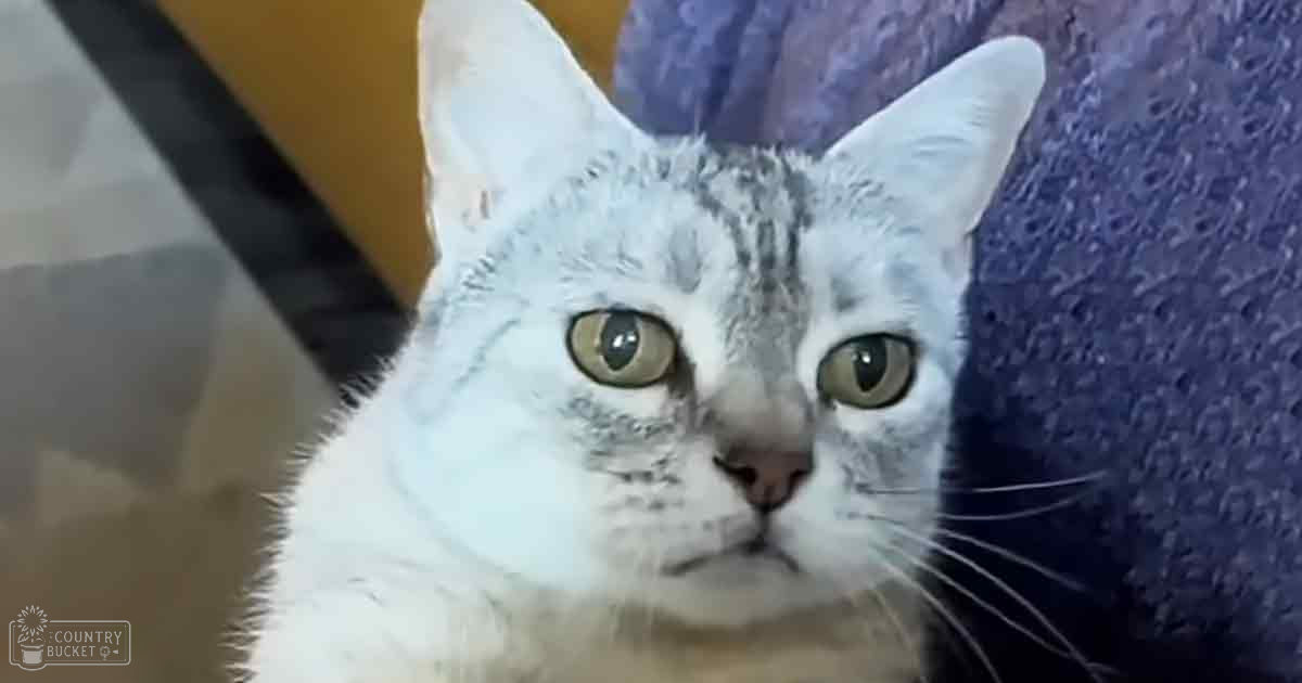 An adult cat with white and gray markings on face and ears, indoors against blue fabric backdrop under natural light.