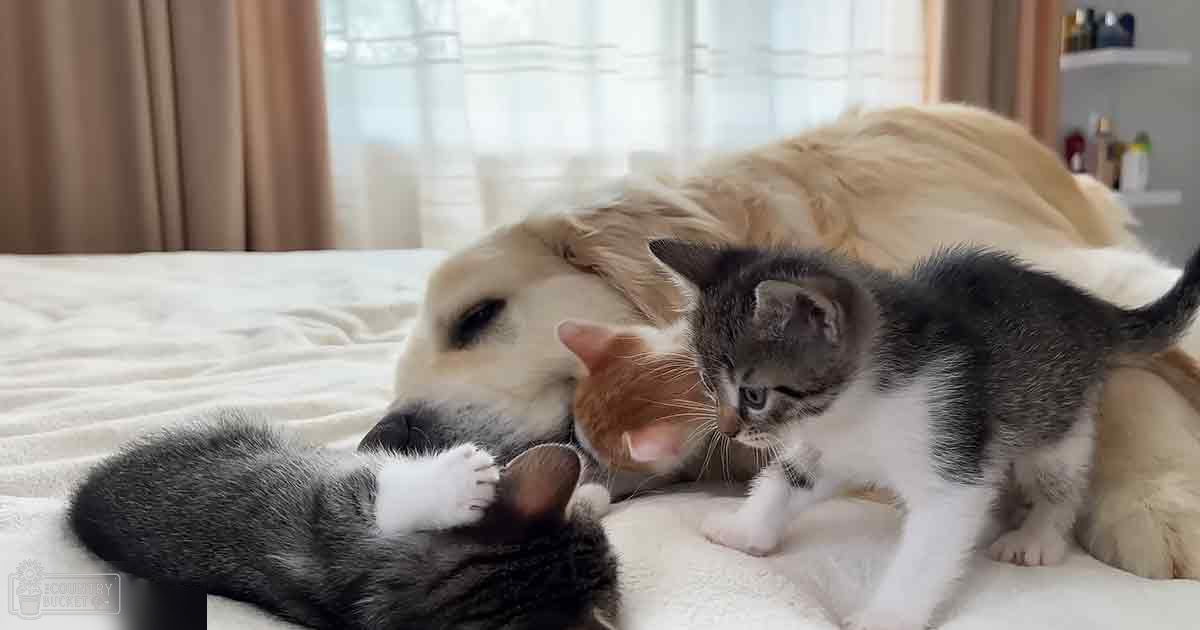 A golden retriever lying with two tabby kittens on a bed, surrounded by home furnishings under natural daylight.
