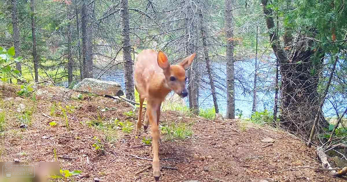 A juvenile fawn with light brown fur and small antlers stands amidst a forest near a body of water during late spring or early summer.