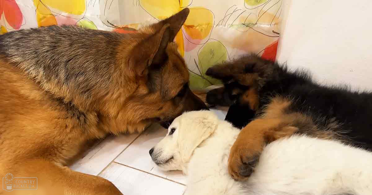 A group of dogs, including a golden retriever puppy with white fur and black markings around its eyes, and two German Shepherd puppies, one predominantly black with tan markings on the face and legs, and the other mostly brown with a darker back, in an indoor home environment.
