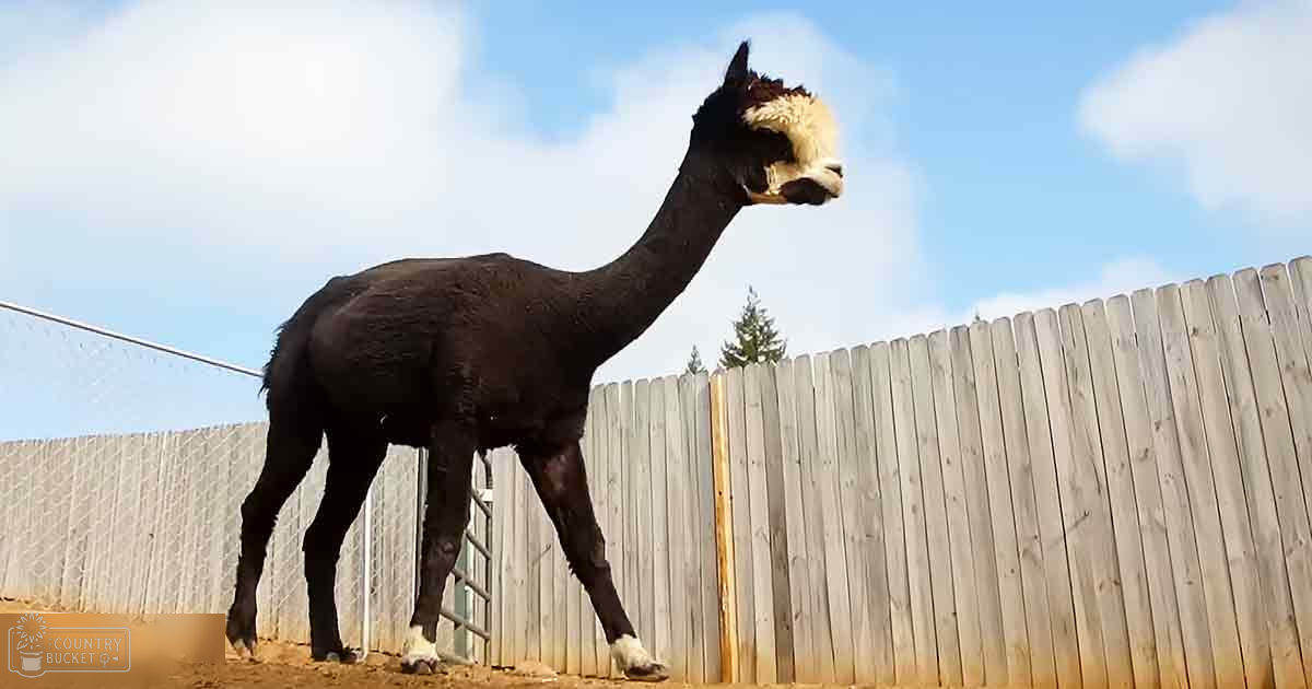 An alpaca with black fur, white patches on face and legs in an outdoor rural setting with a wooden fence and scattered trees under a blue sky.