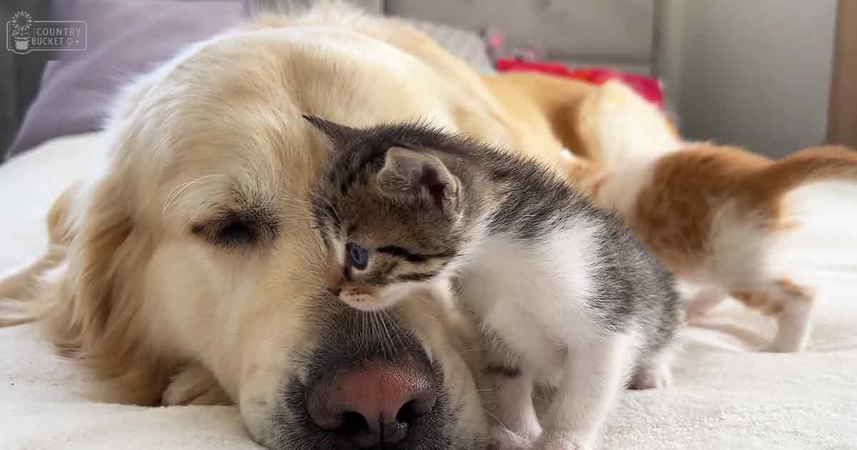A tabby kitten with gray and white markings interacts with a golden retriever dog in an indoor setting, possibly a living room or bedroom, during what appears to be daytime.