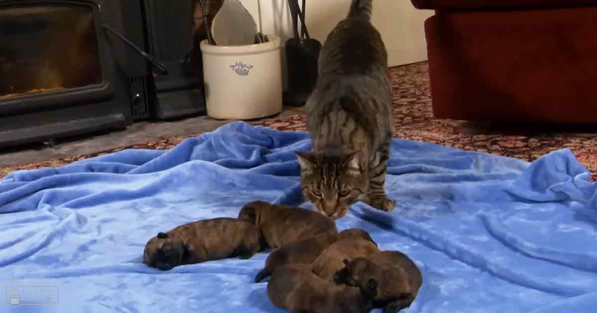 A tabby cat with four puppies resting on a blue blanket in an indoor home setting, surrounded by kitchen utensils and furniture.