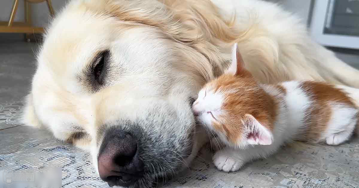 A golden retriever or similar breed dog and an orange-and-white tabby kitten resting together indoors on a carpeted floor.