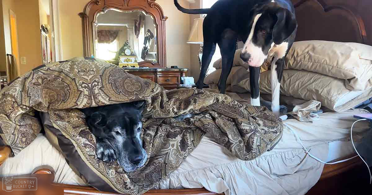 Two Great Dane dogs with black and white markings inside a bedroom adorned with ornate furniture and natural light.