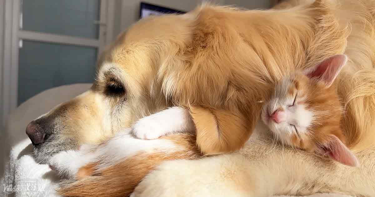 A golden retriever adult dog with light golden coat and white markings rests beside an orange and white tabby cat in a softly lit indoor setting.