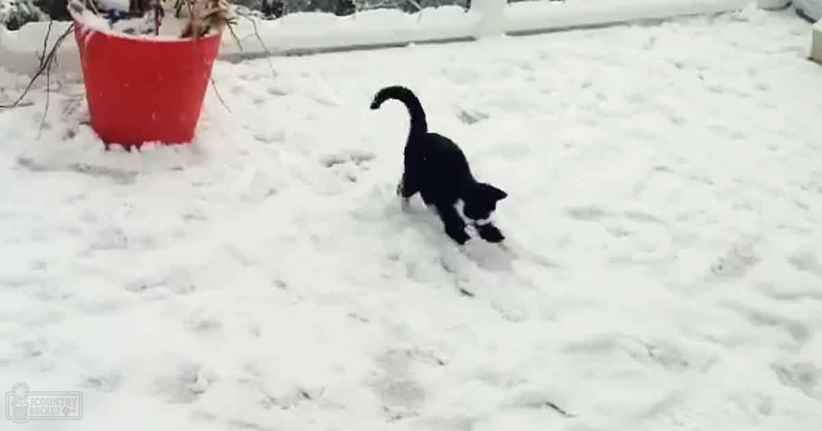 A playful black kitten with white markings on its chest and paws stands outdoors amidst a snowy landscape, partially obscured by a red bucket.