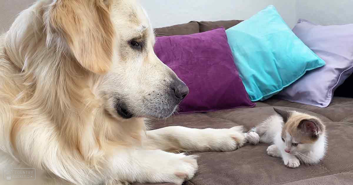 A golden retriever puppy with light brown fur sits indoors on a colorful couch under natural daylight.